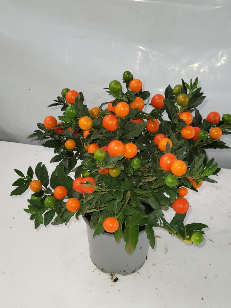 Solanum