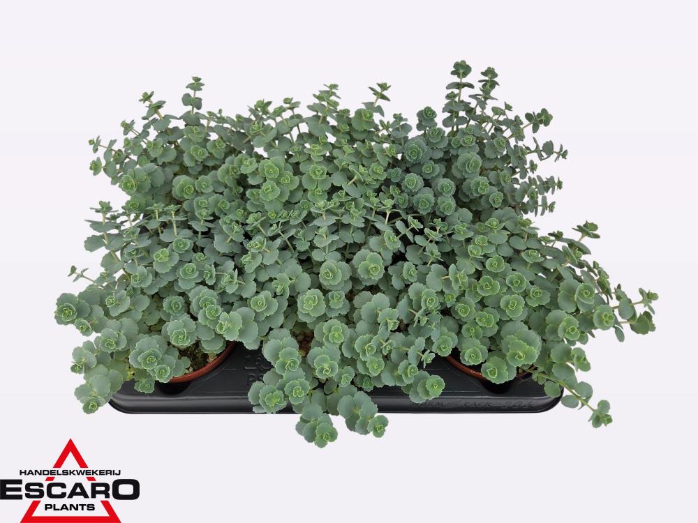 Sedum