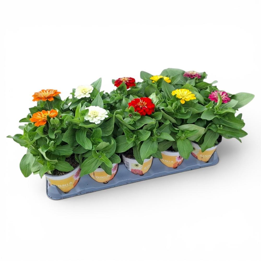 Zinnia