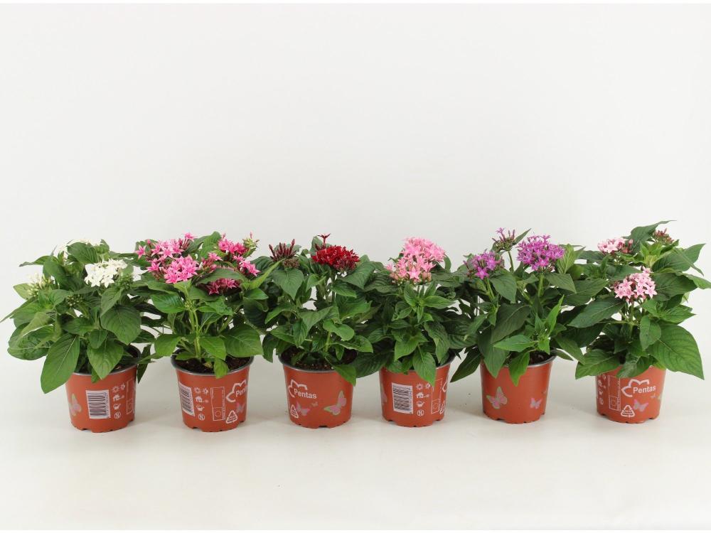 pentas