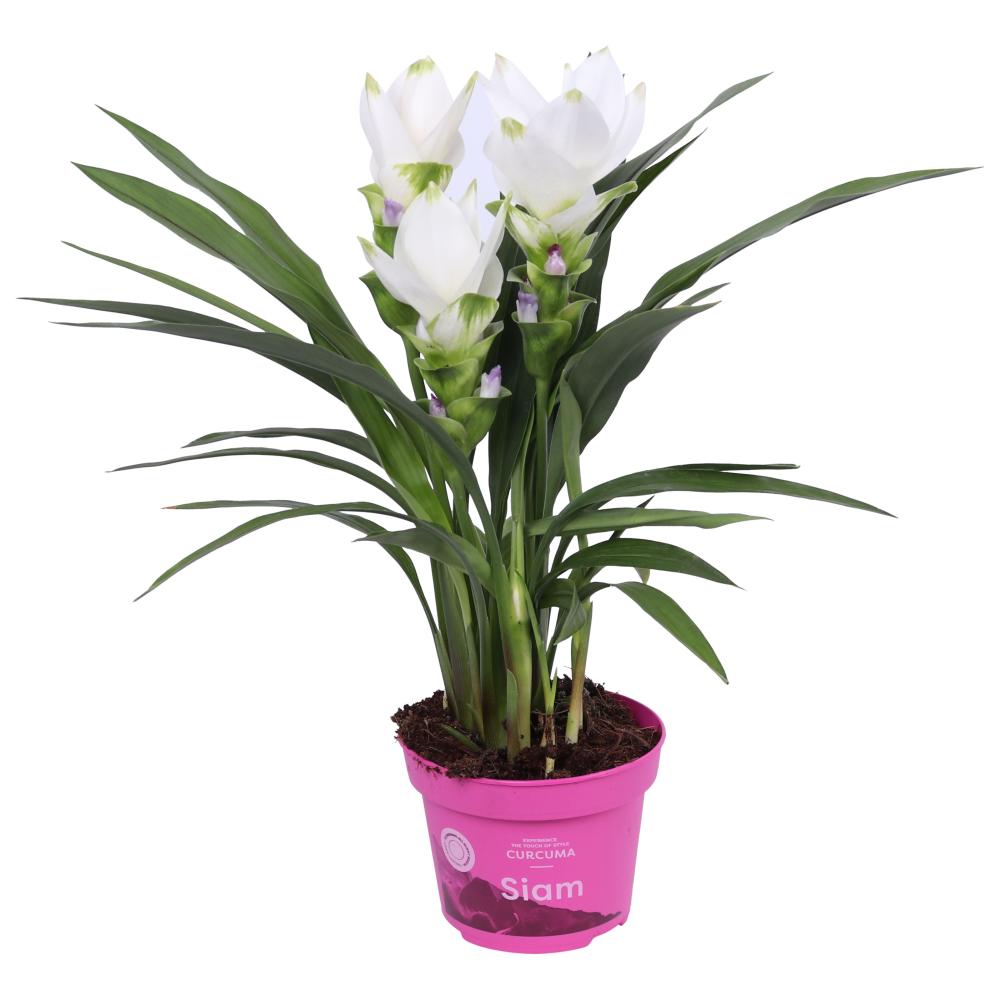 Curcuma