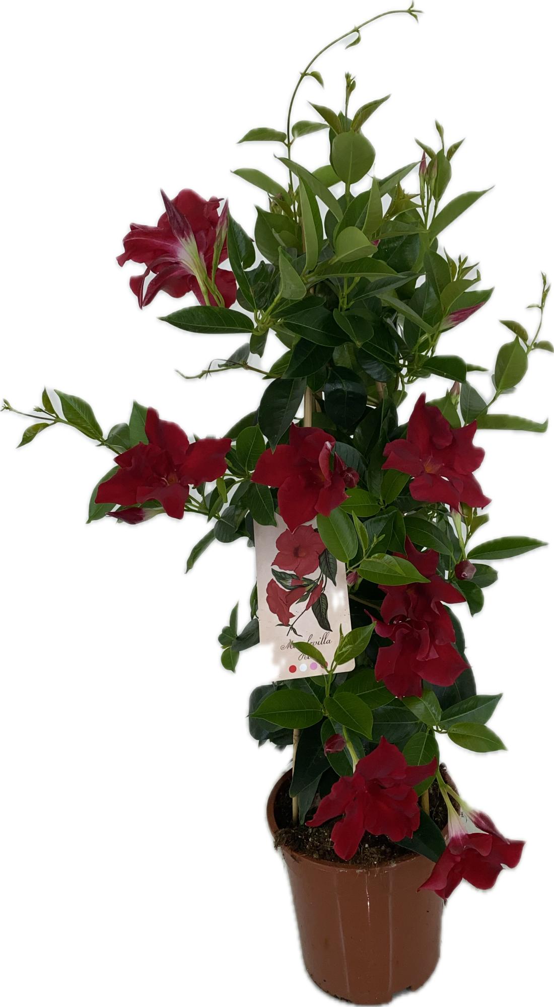 Mandevilla-dipladenia