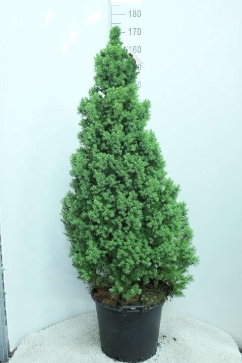 Picea