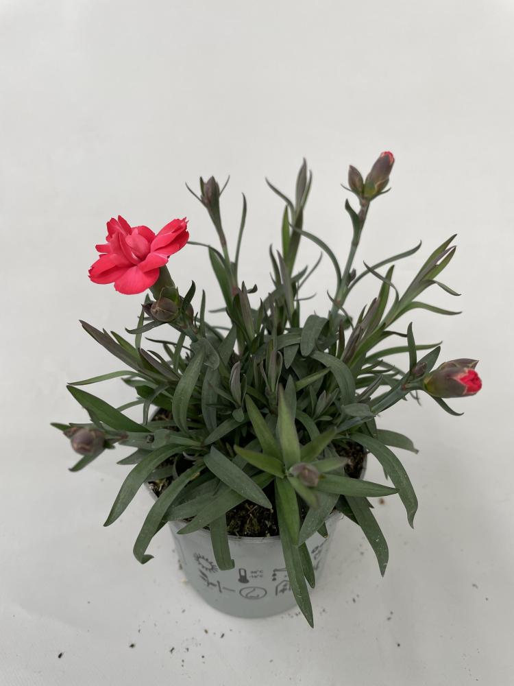 dianthus