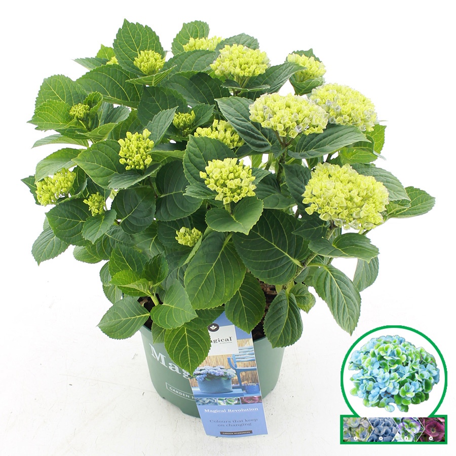 hydrangea