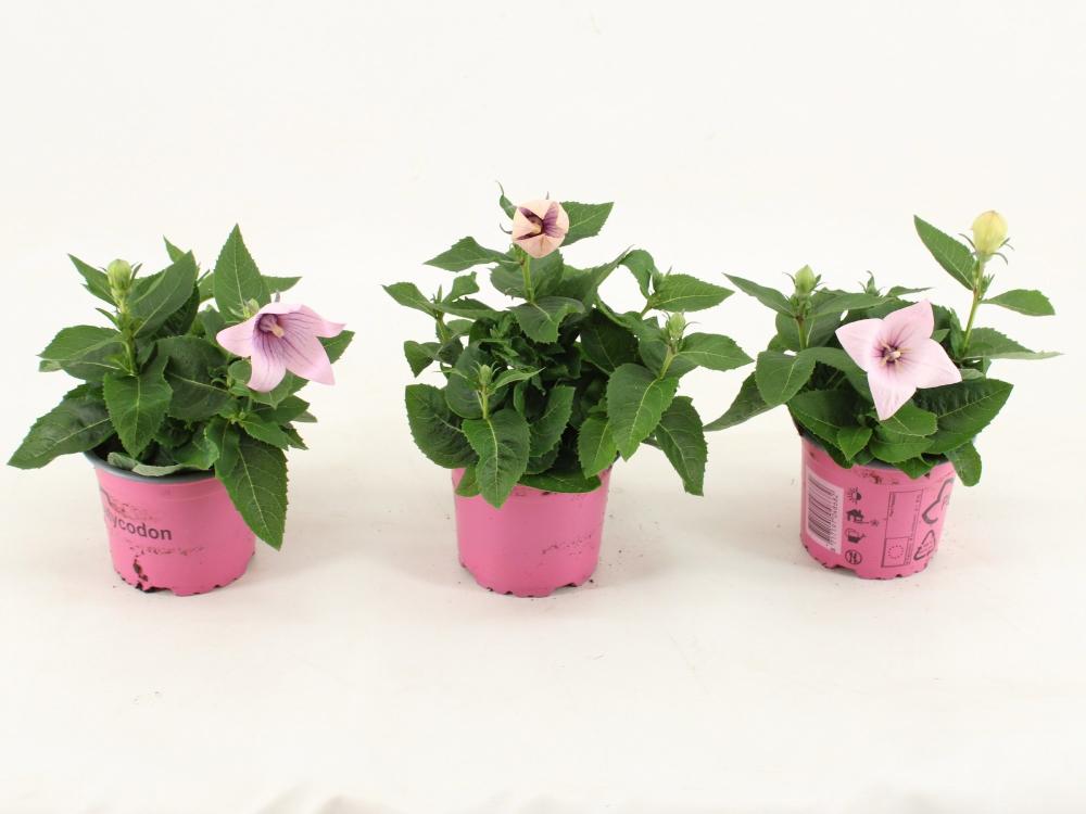 platycodon