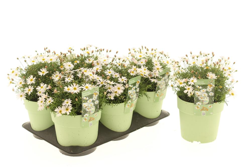 Brachyscome