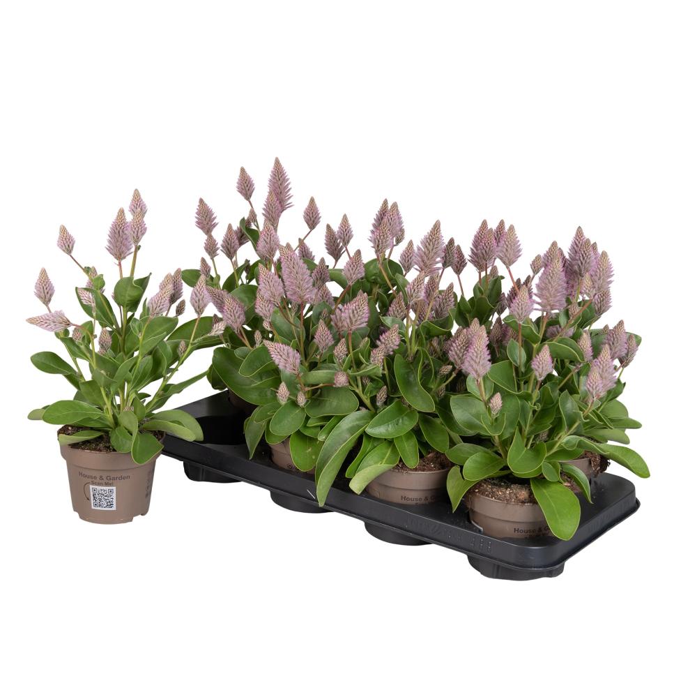Ptilotus