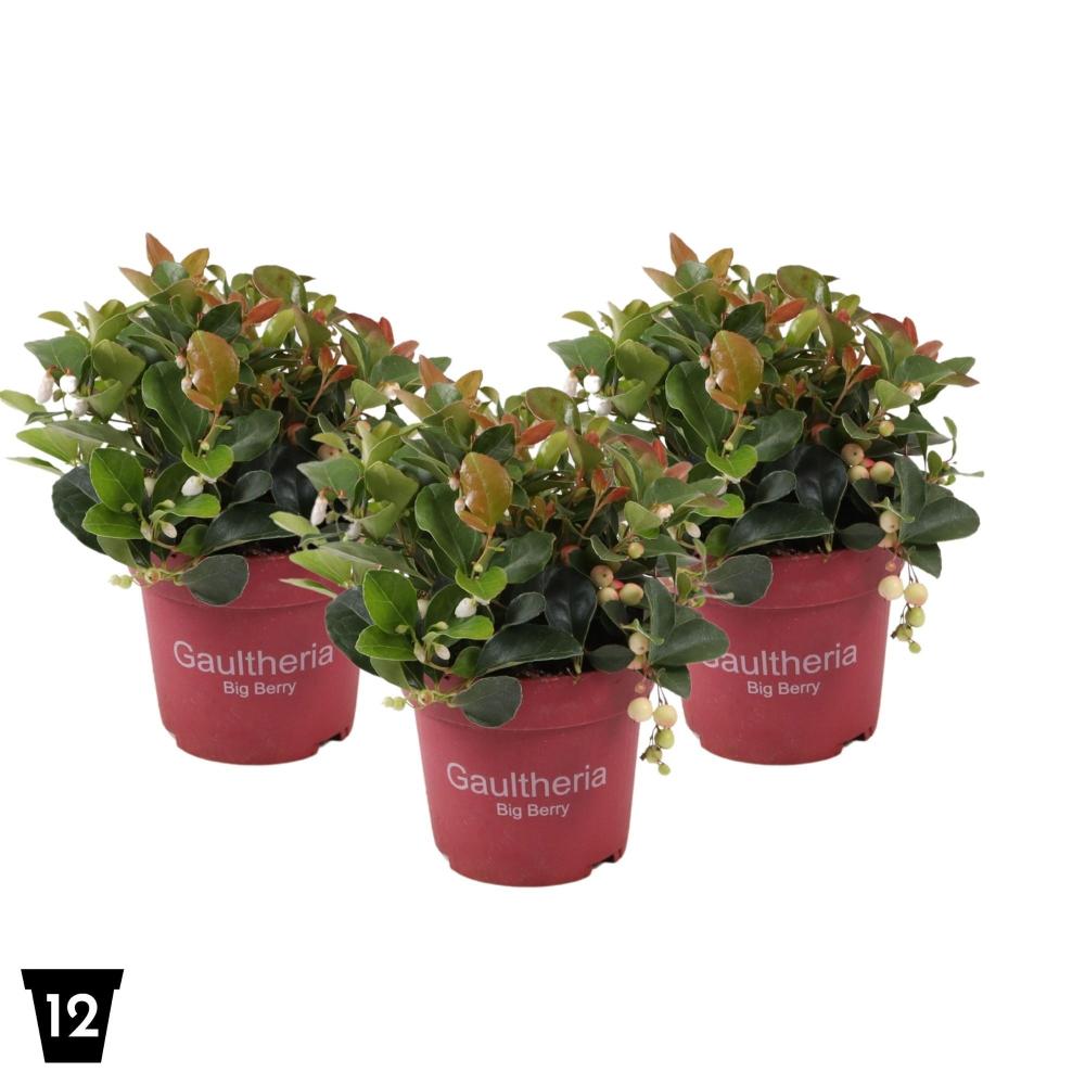 gaultheria