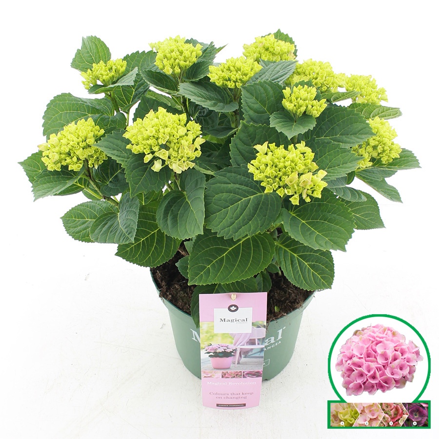 hydrangea