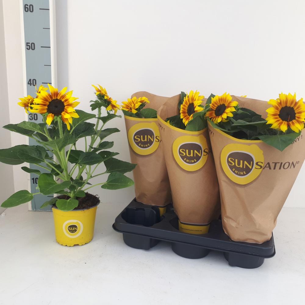Helianthus