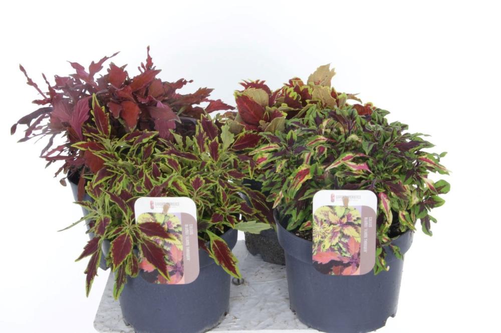 Coleus