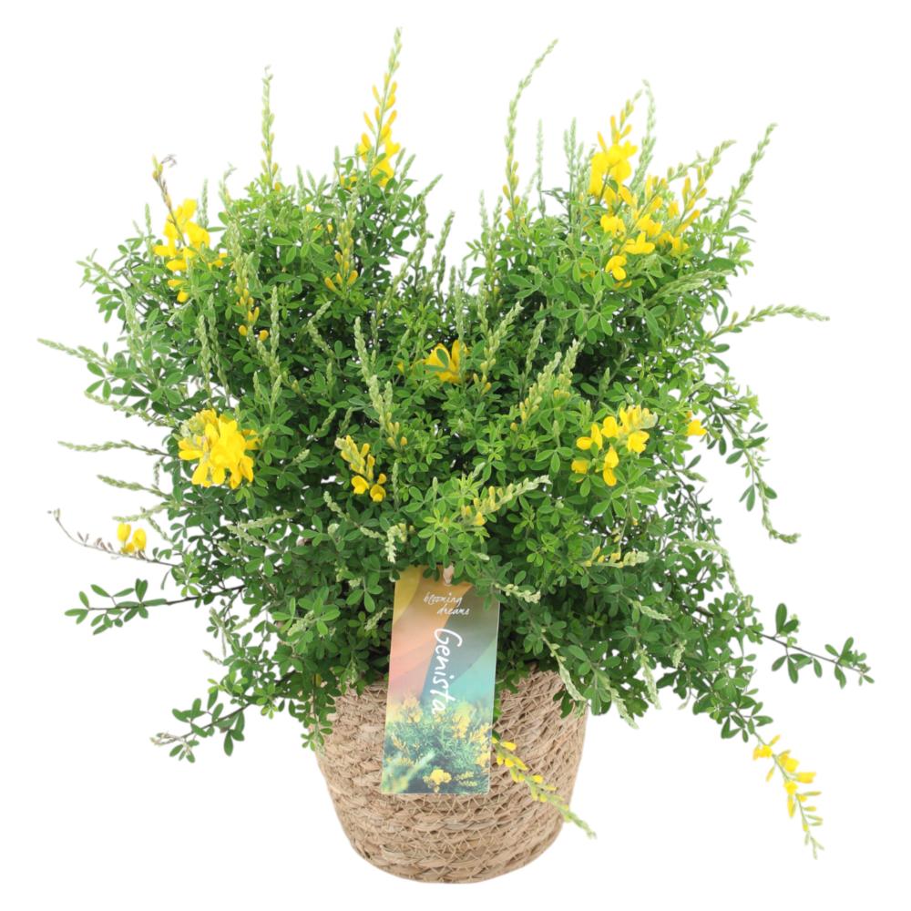Cytisus