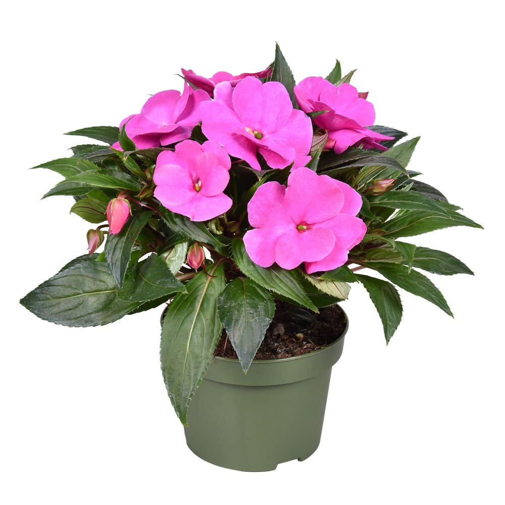 IMPATIENS NEW-GUINEA