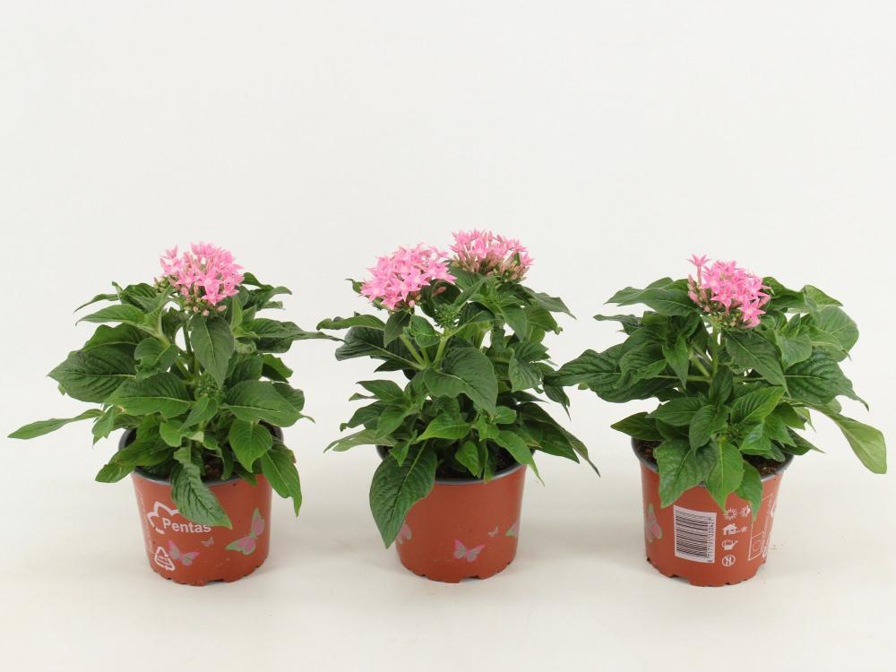 pentas