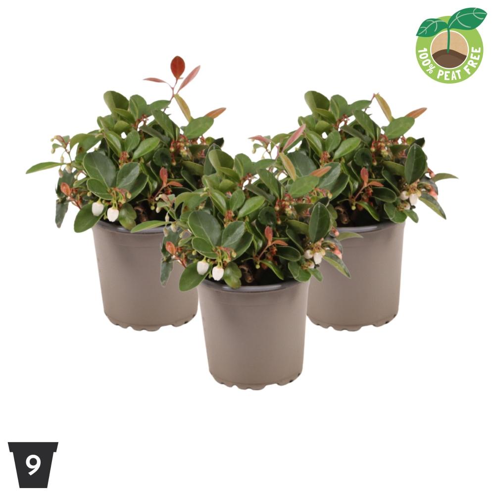 gaultheria