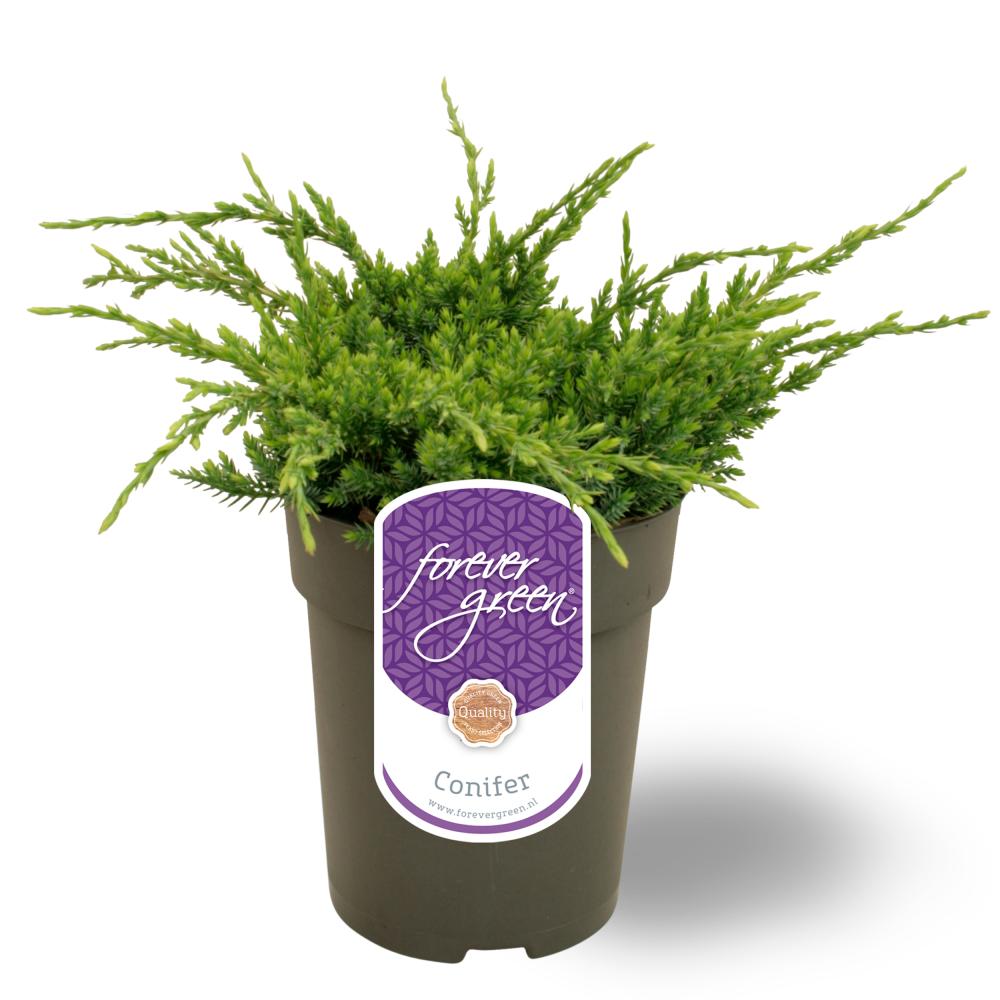 Juniperus