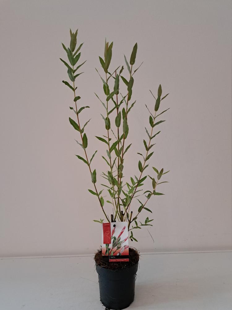 Salix