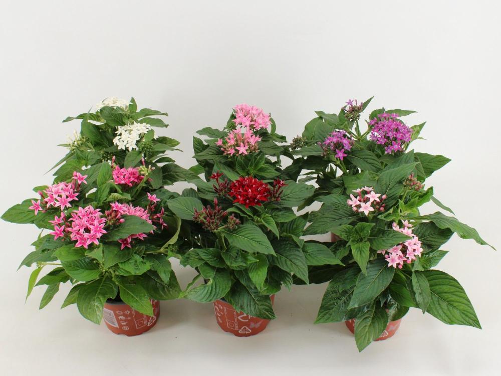 pentas