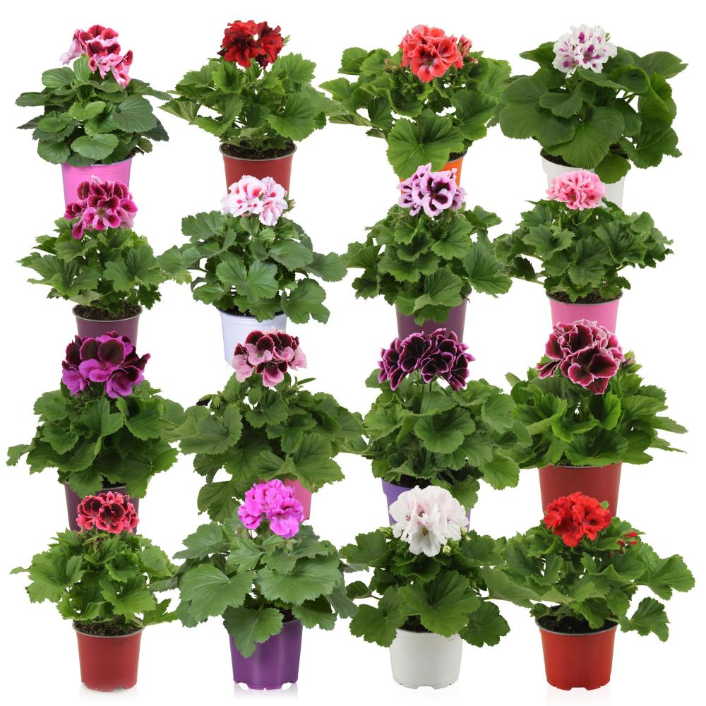 pelargonium 