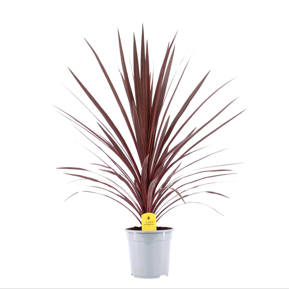 cordyline indivisa