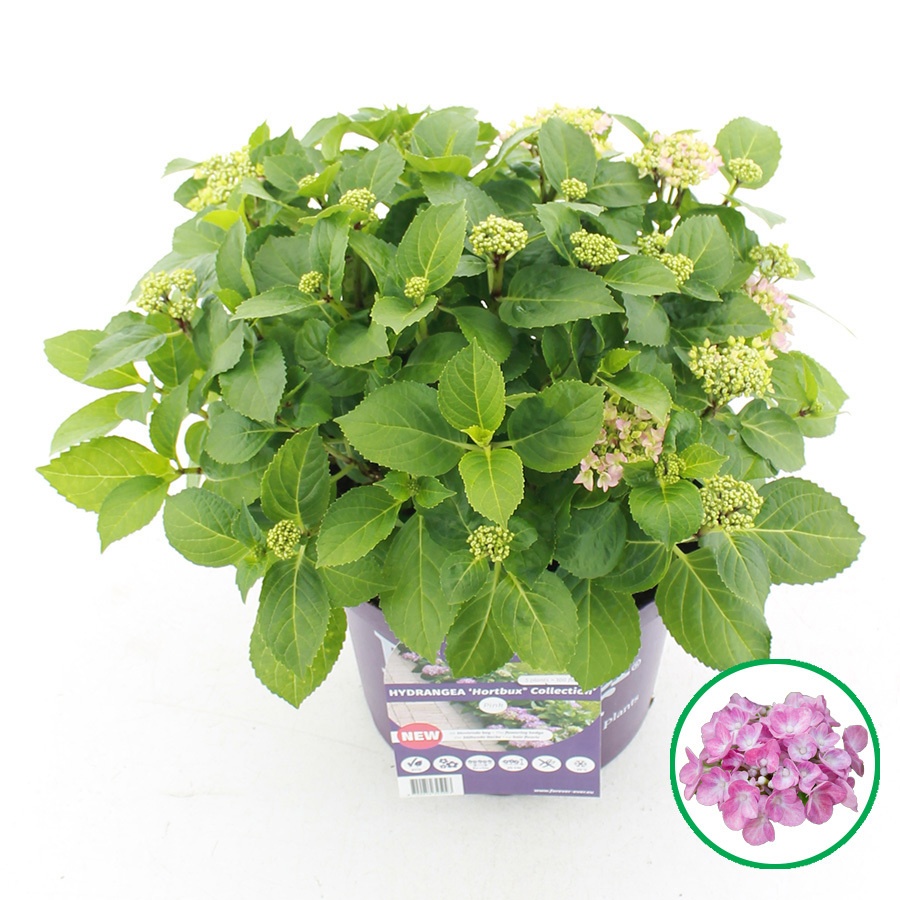 hydrangea