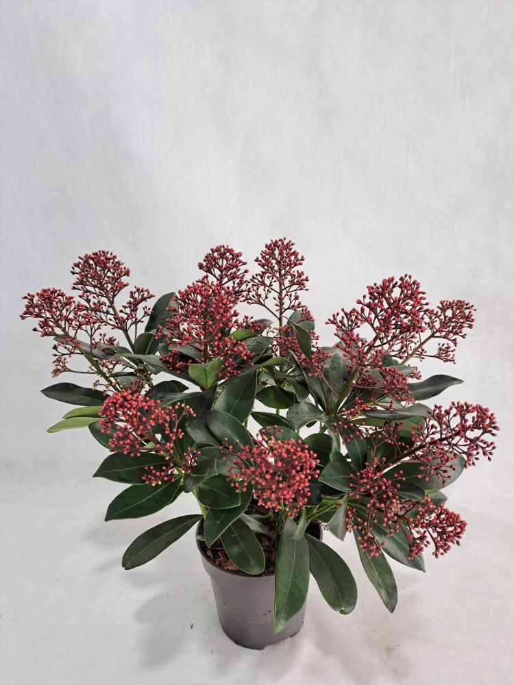 skimmia