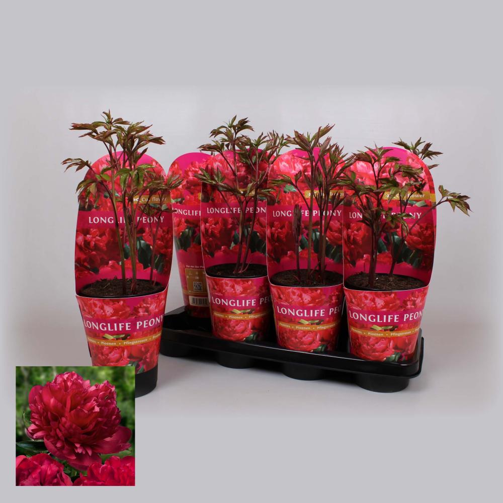 paeonia lactiflora