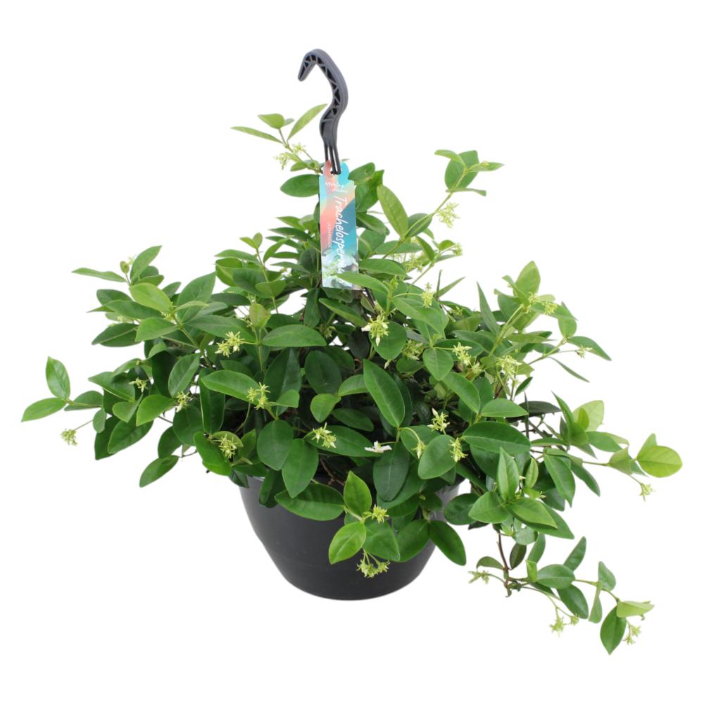 Trachelospermum