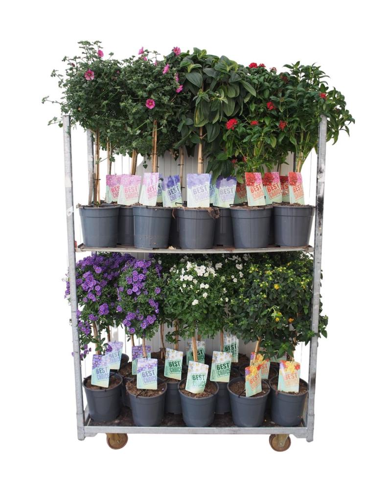 Plantes mix