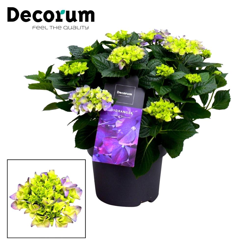 hydrangea