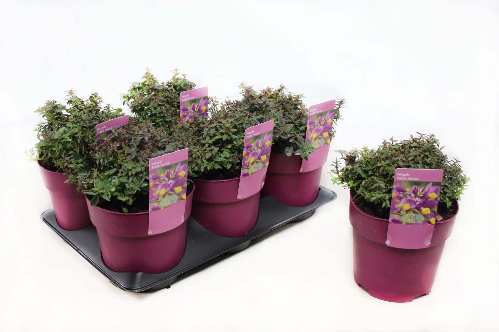 Polygala
