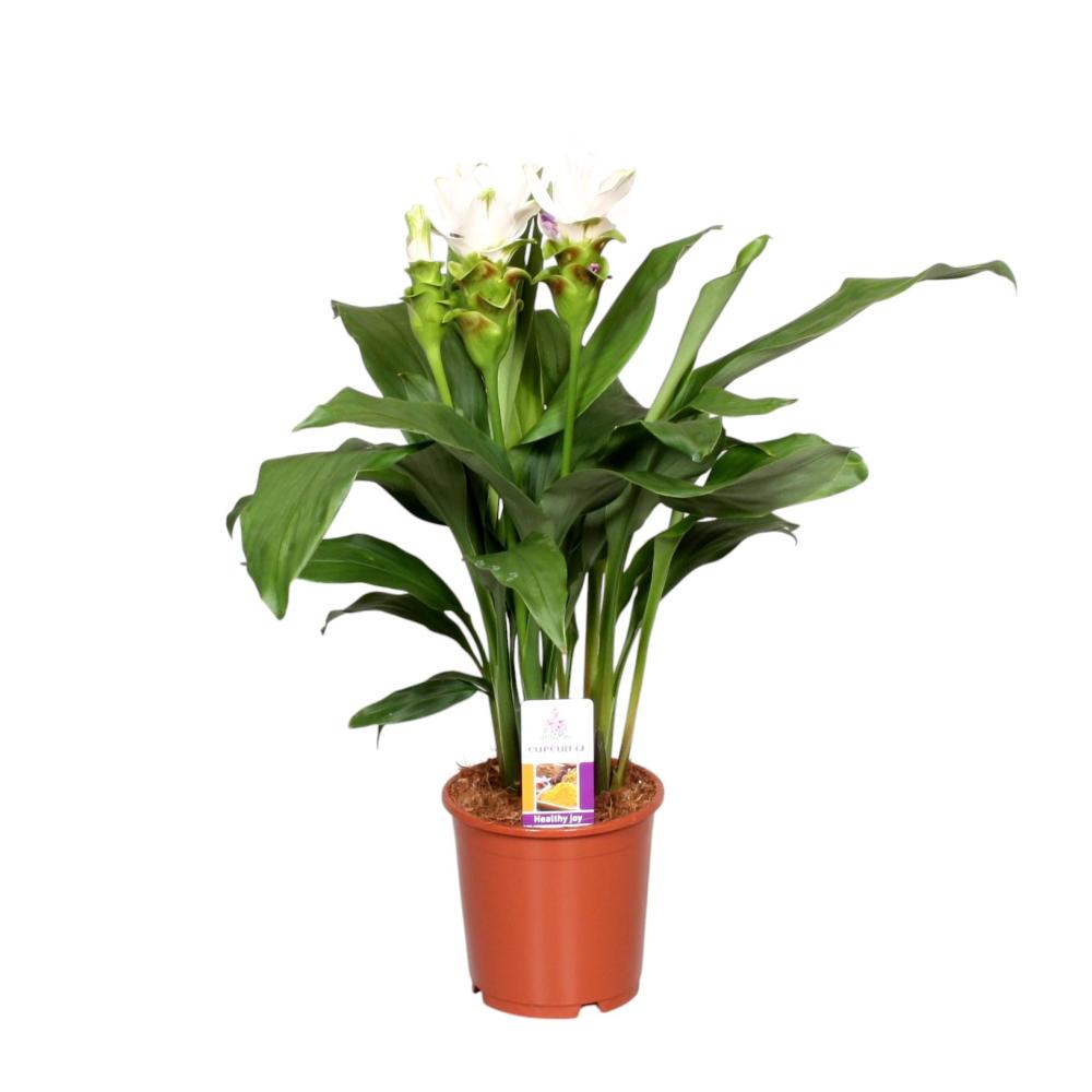 Curcuma