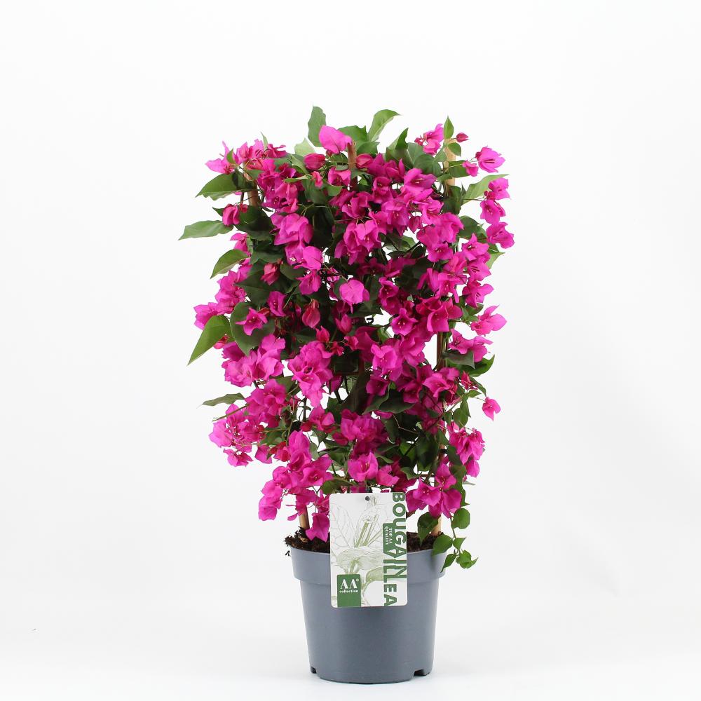 Bougainvillea