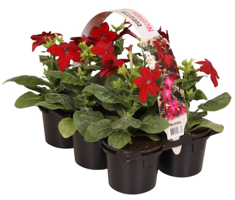 Nicotiana