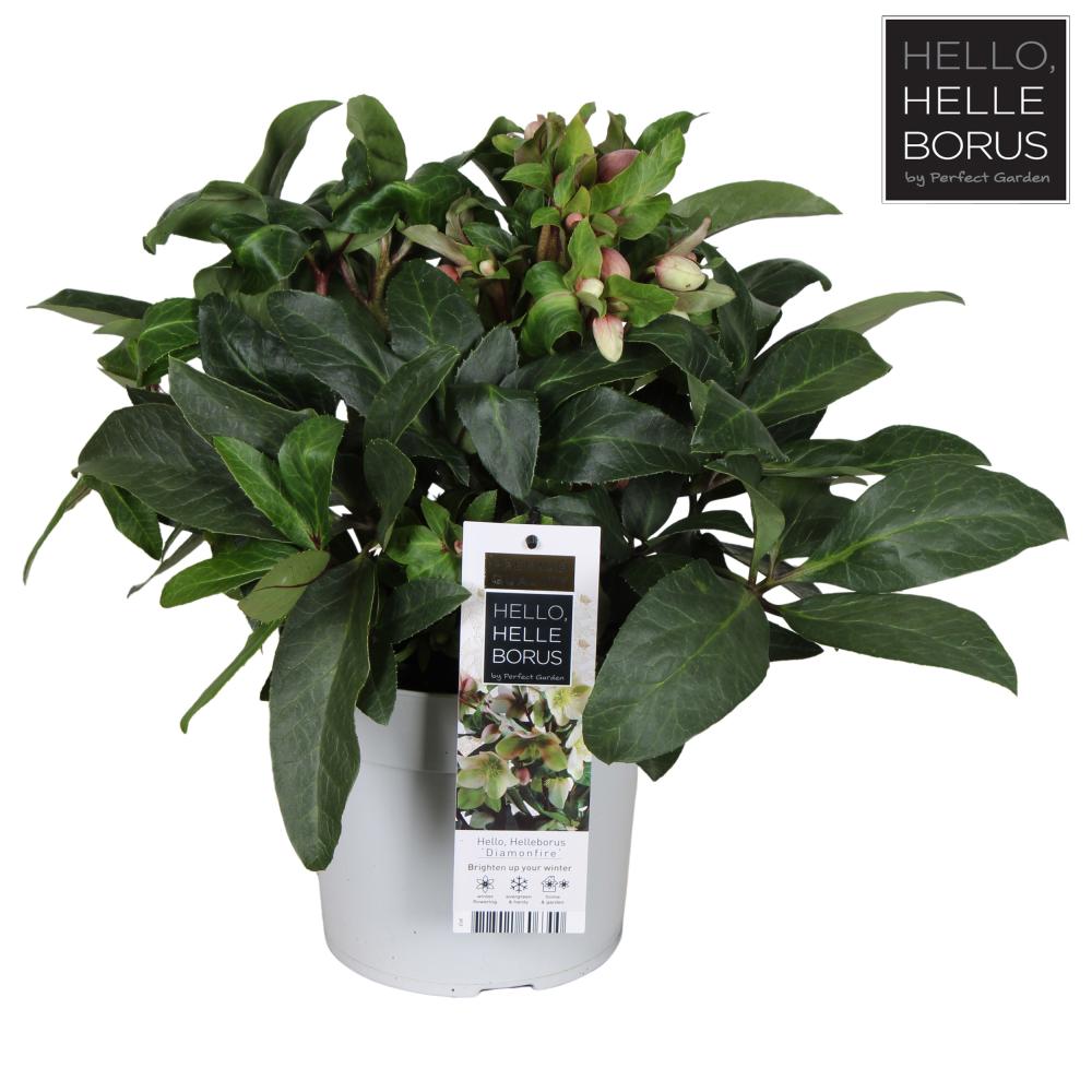 Helleborus