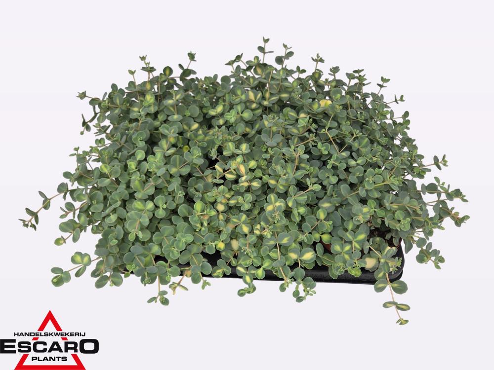 Sedum