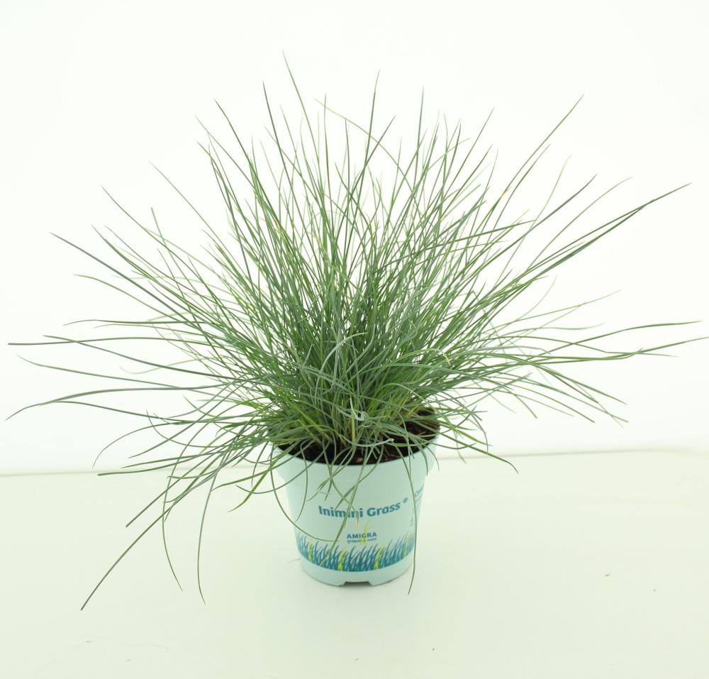 Festuca