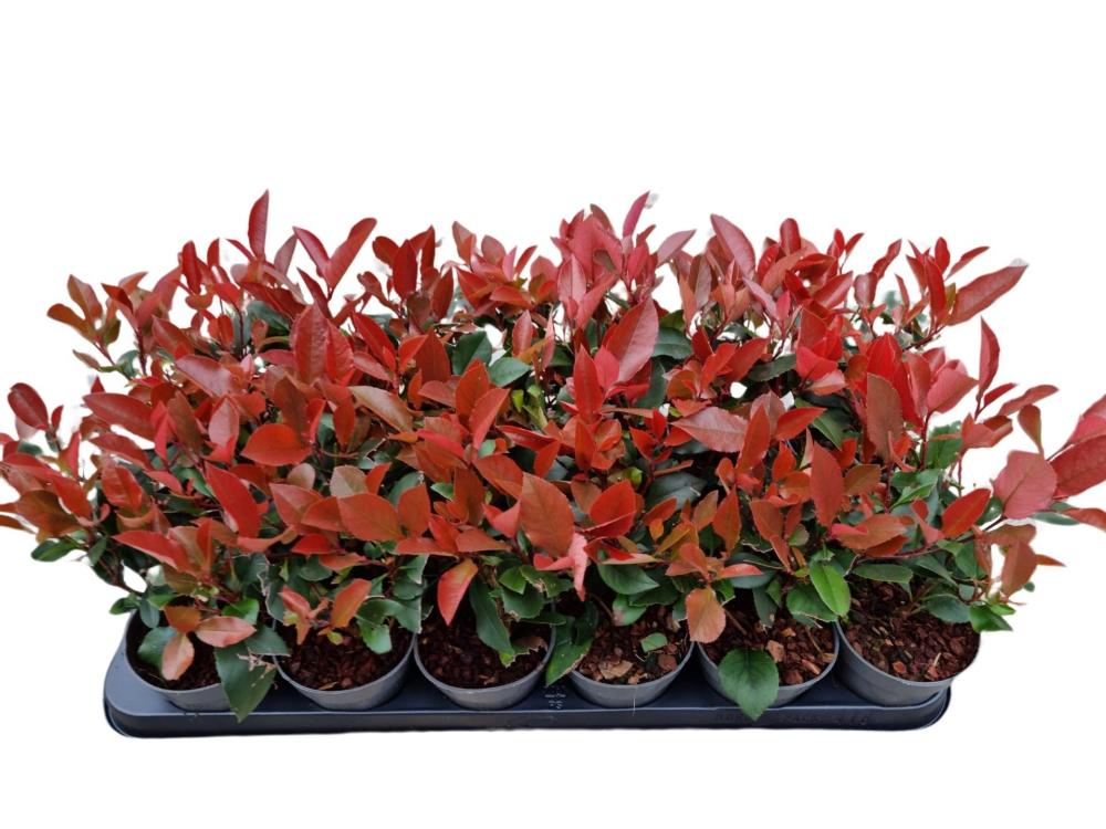 Photinia