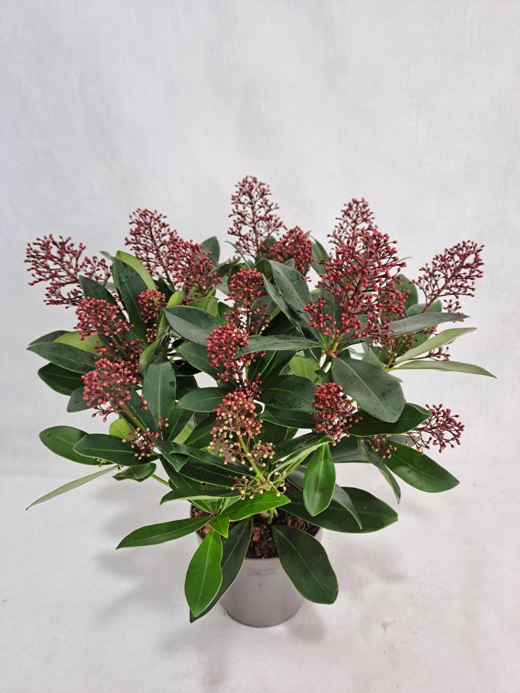 skimmia