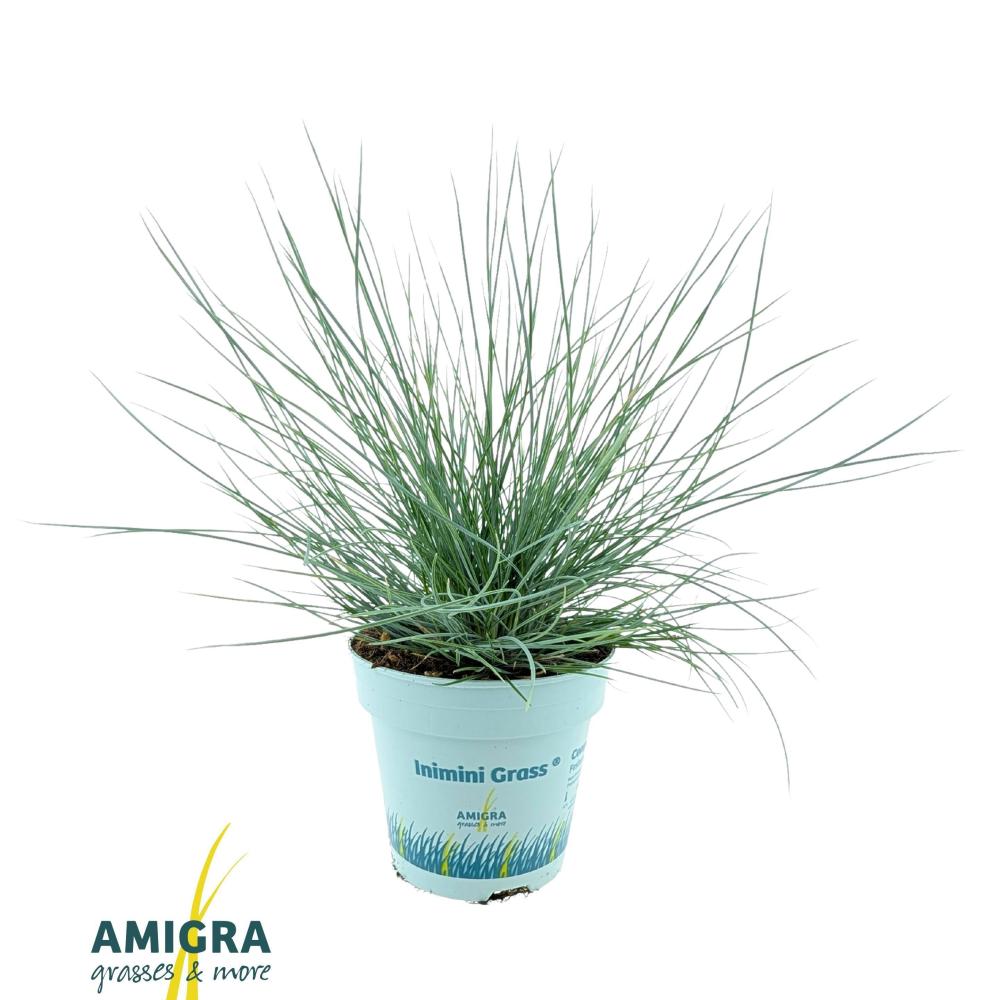 Festuca