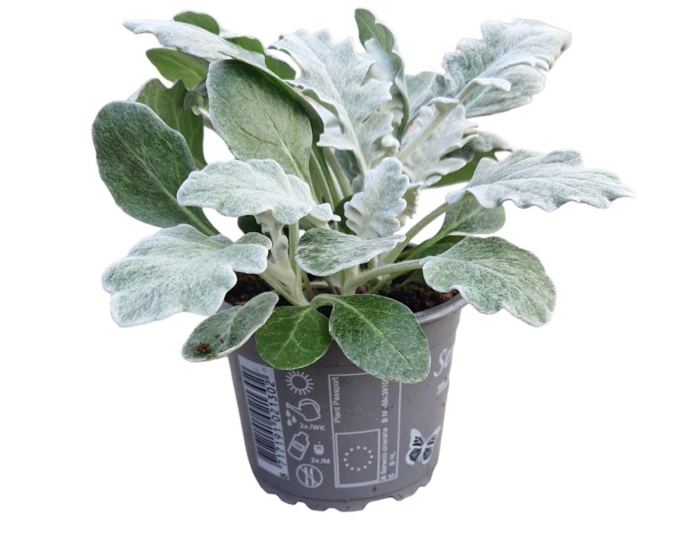 Senecio-cineraria