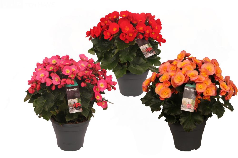 Begonia belove
