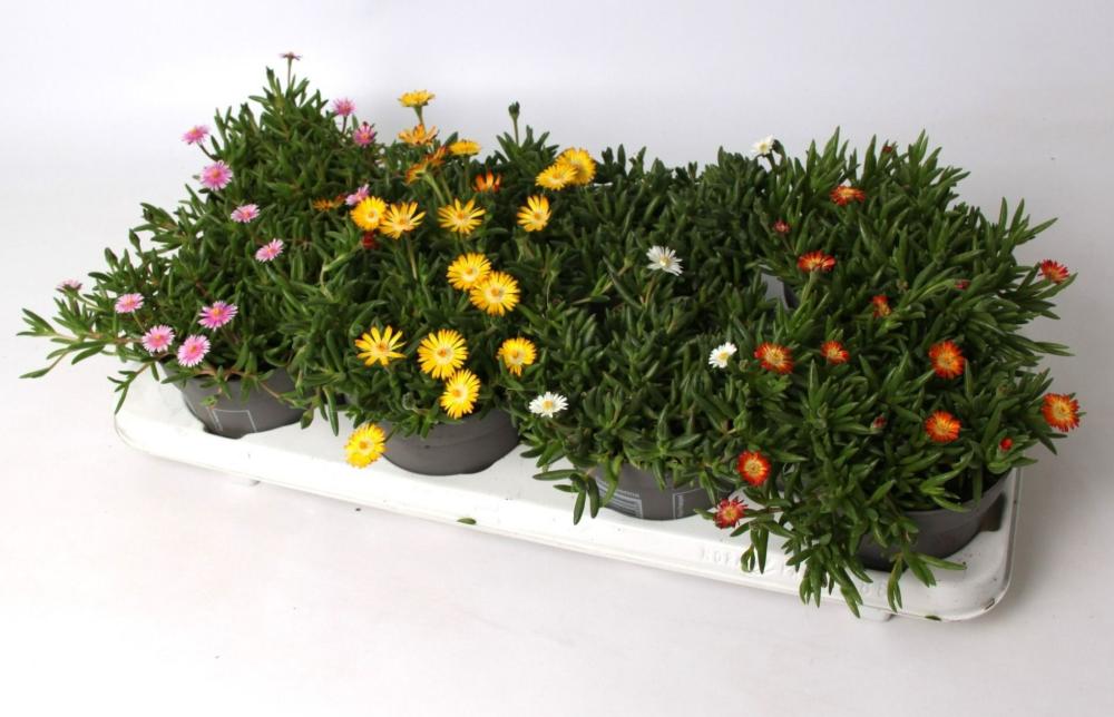 Delosperma