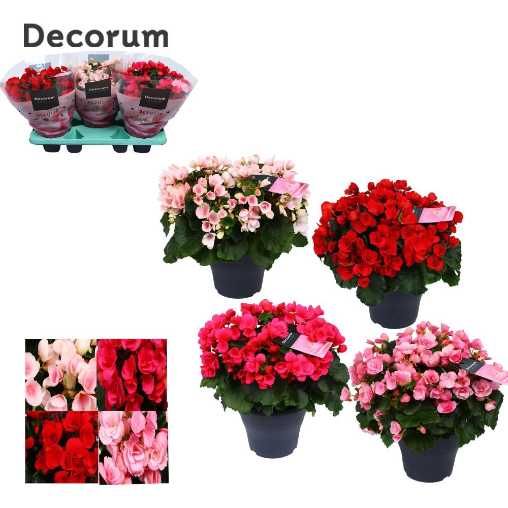 Begonia betulia