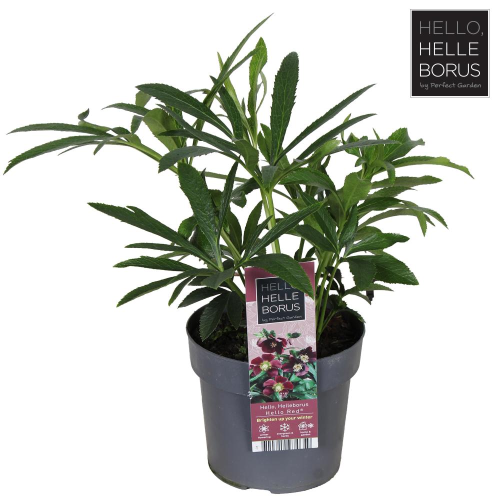Helleborus
