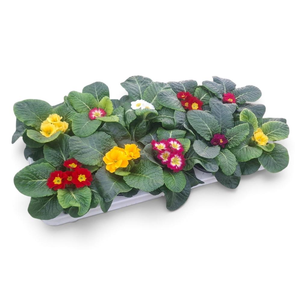 Primula acaulis