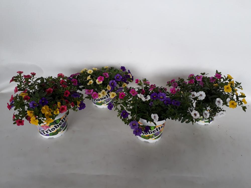 Calibrachoa