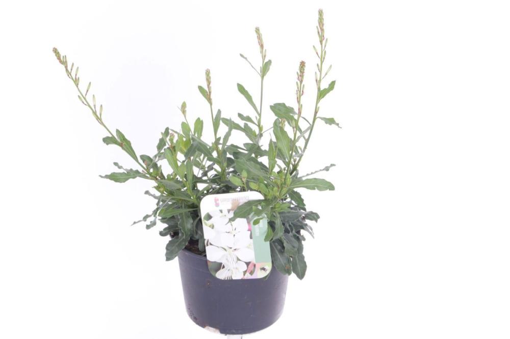 Gaura