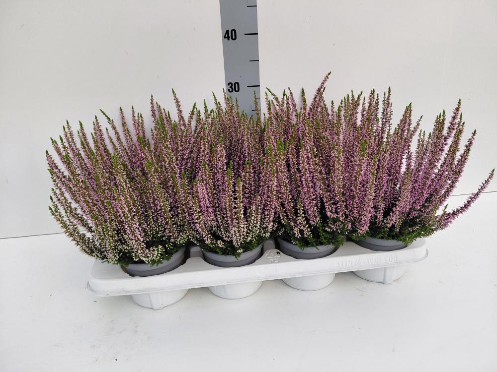 Calluna